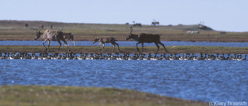 CaribouandBirds__garybraasch
