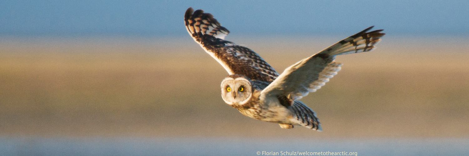 wideimage_refuge_florianowlflying