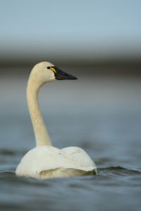 USGS_tundra_swan_ryan_askren_l