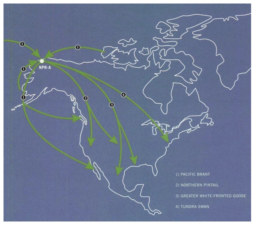 Reserve-Bird-Migration-Map
