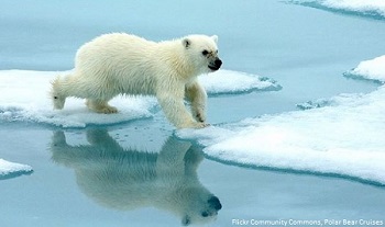 polarcub_350