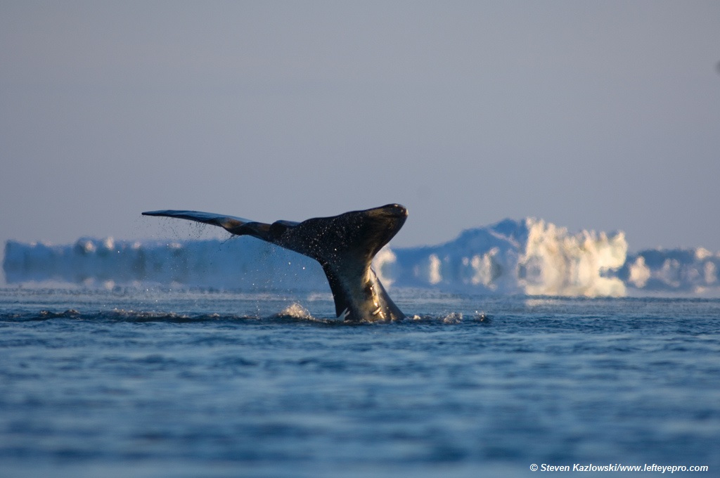 Bowhead whale swimming in the Chukchi Sea