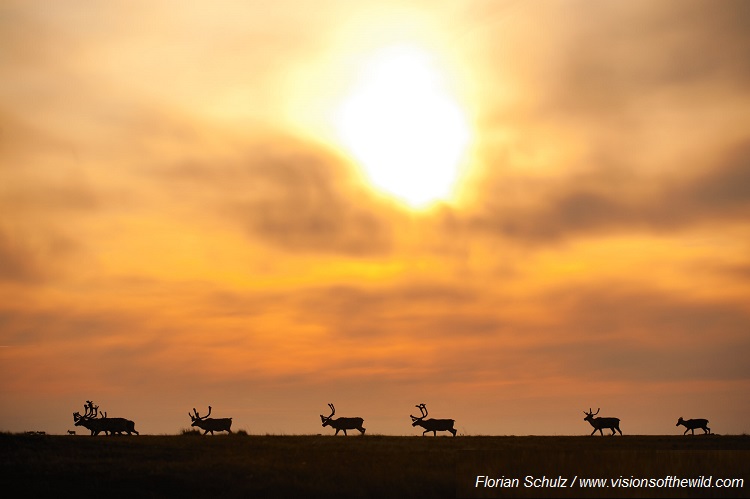 Patagonia Florian Schulz www dot VisionOfTheWild dot com Arctic National Wildlife Refuge