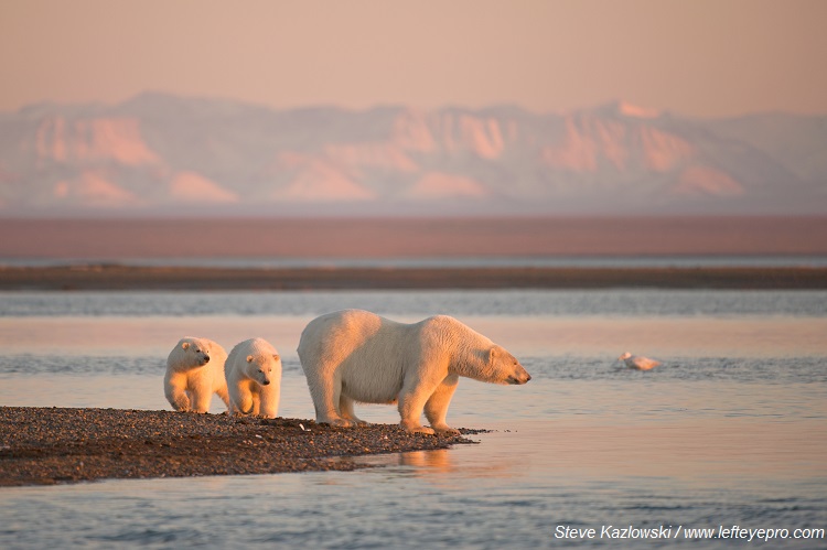 Patagonia Steven Kazlowski LeftEyePro dot com Arctic Refuge Coastal Plain