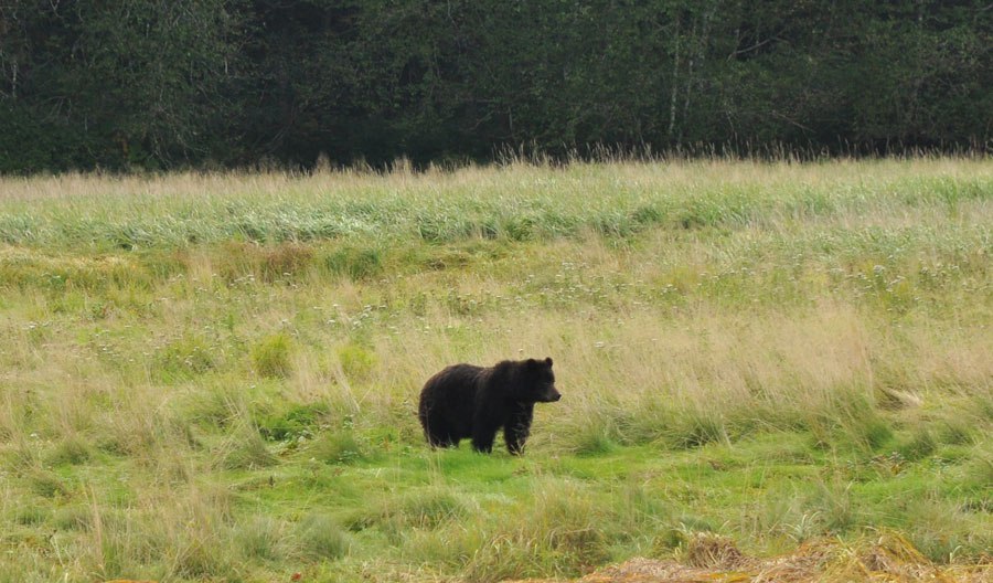 bear-watching-alaska-3