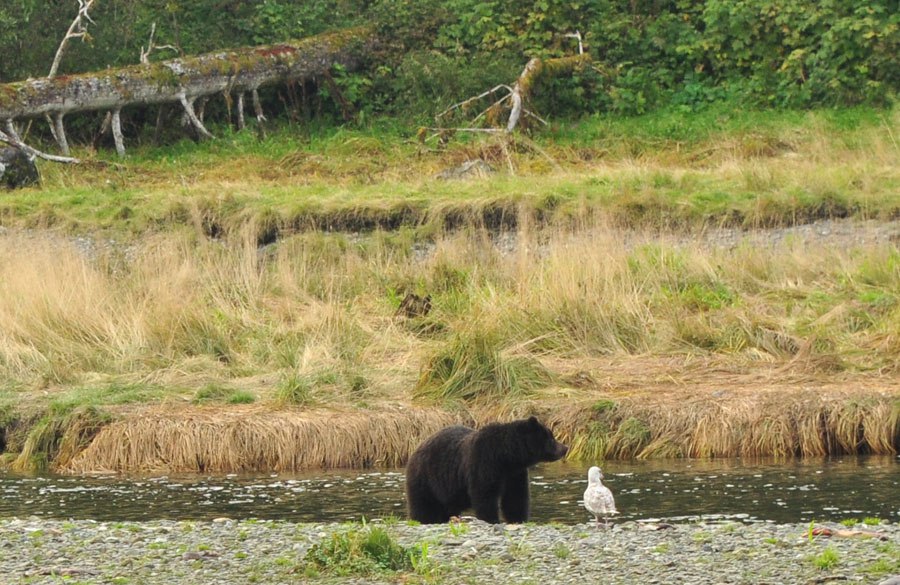 bear-watching-alaska-4