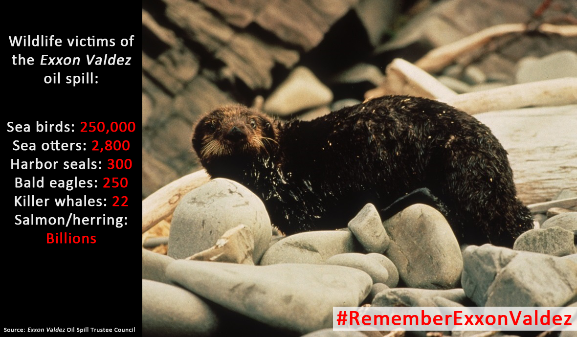Exxon-wildlife-victims-no-logo
