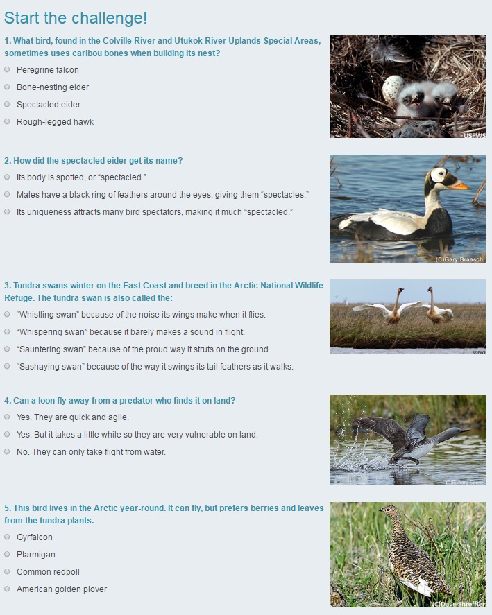 Brainy Bird Challenge image