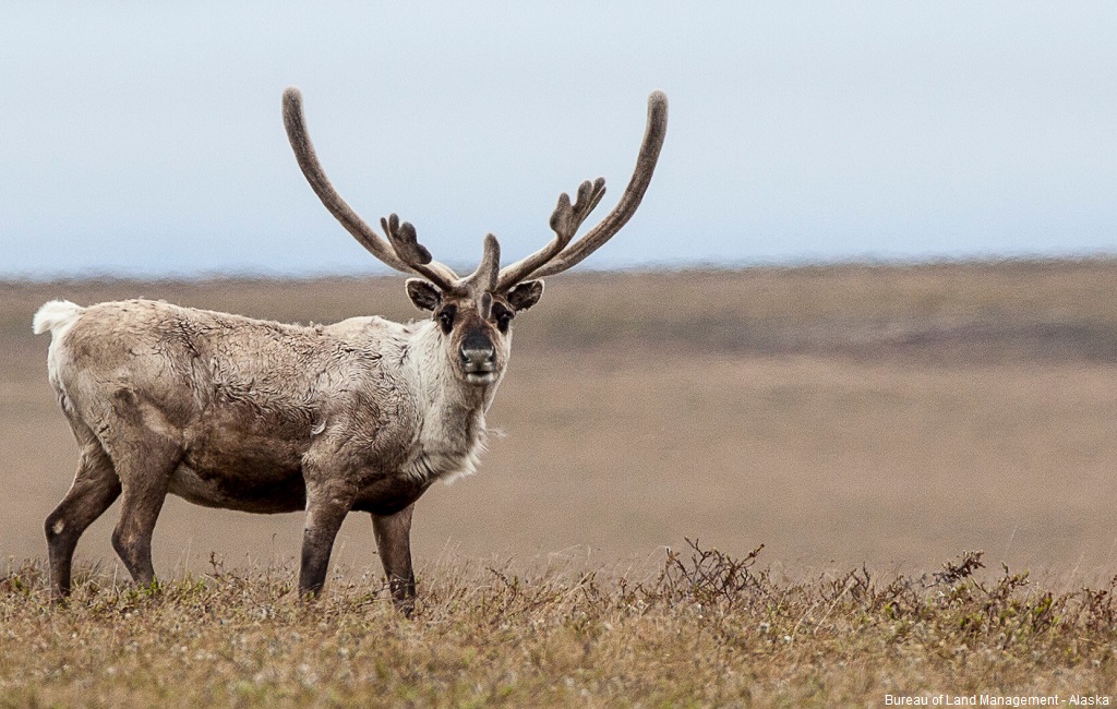 Corey Reserve blog BLM NPRA caribou