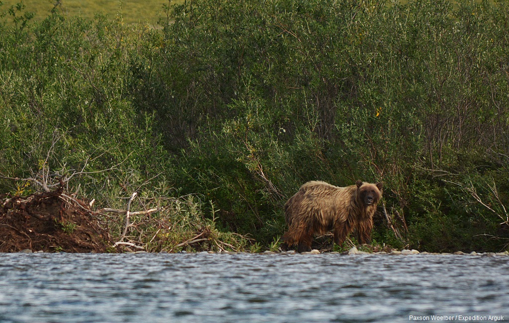 Corey Reserve blog Expedition Arguk brown bear