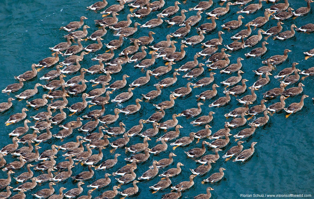 A large group of White-fronted Geese on a lake just east of Teshekpuk. The area arond Teshekpuk has been identified as on of the most important staging areas for White-fronted Geese, Black Brant and Snowgeese. It also extremely important for many ducks and shore birds. Teshekpuk Lake Area, Alaska