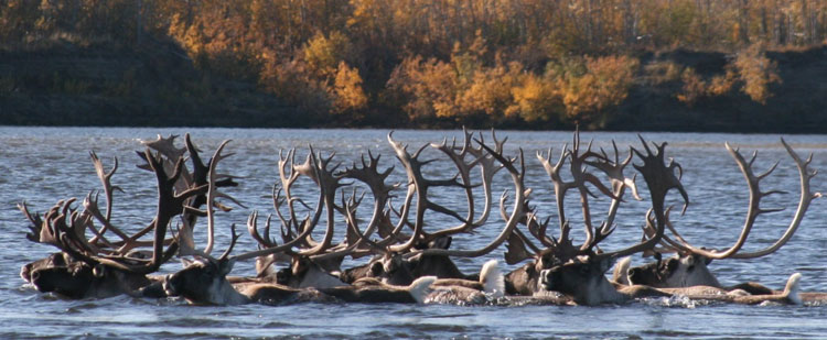 Cindy-AlterNet-blog-Alaska-NPS-line-of-bulls5-750px-title