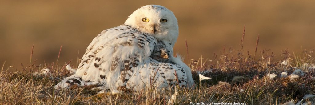 snowy owls of the arctic snowy owls of the arctic