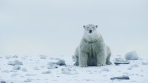 Sneak peek into "The Arctic: Our Last Great Wilderness" with Florian Schulz