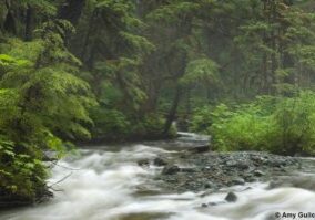 Rainforest
Fish Creek
Douglas Island
Tongass National Forest
Alaska
U.S.A.
