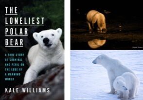 Loneliest Polar Bear Blog Cover